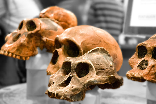 WEB Skull Evolution &#8211; it