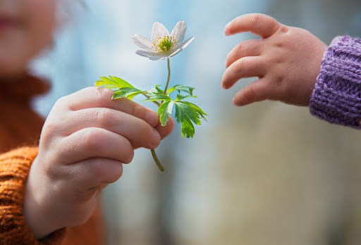 Little boys hand giving early spring flower of snowdrop to his baby &#8211; it
