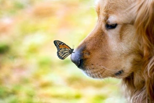 Cane e farfalla