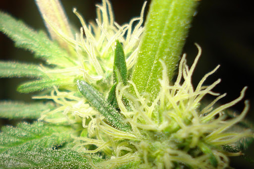 plante de cannabis &#8211; it