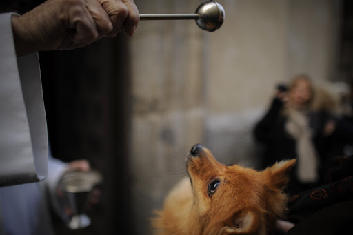 A dog is blessed by a priest at San Anton church in Madrid on Saint Anthony&#8217;s Day, &#8211; it