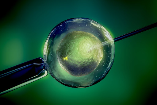 Close up of in vitro fertilisation (IVF). &#8211; it