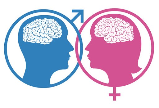 Male and female brains