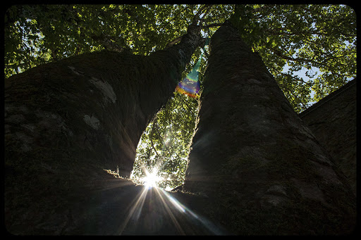 Tree-Forest-Sun © Giulia Piepoli-CC &#8211; it