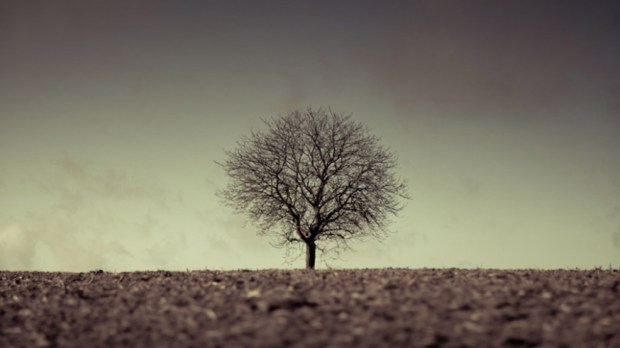 web-autumn-lonely-tree-dying-martin-gommel-cc