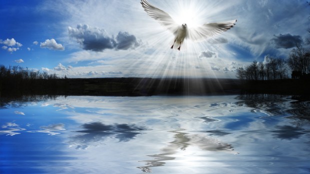 holy spirit dove &#8211; colomba spirito santo
