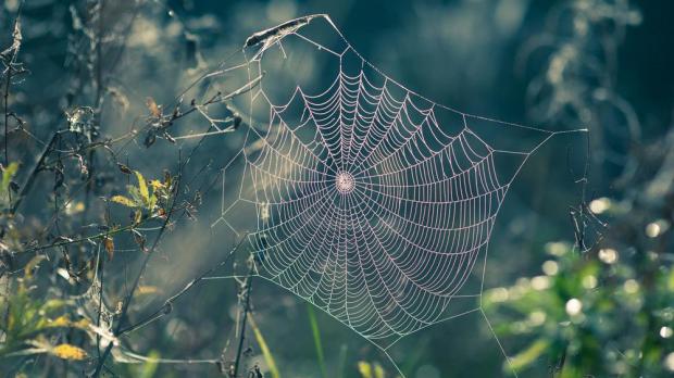 spiderweb-laurynas-mitrulevicius-shutterstock_90205609