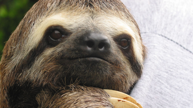web-sloth-acedia-not-just-lazy-carrol-schaffer-cc