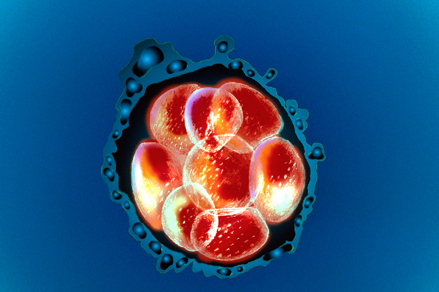 Embrione