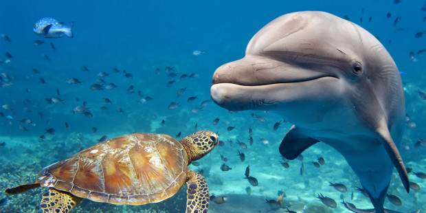web3-dolphin-turtle-underwater-sealife-nature-wild-shutterstock_369692897-shutterstock