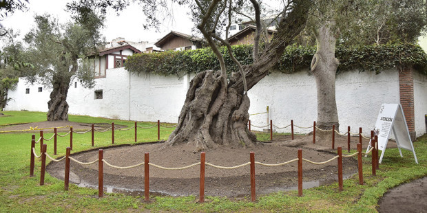 web3-olive-tree-lima-peru-porres-municipalidad-de-san-isidro-lima-perc3ba-msi-gob-pe