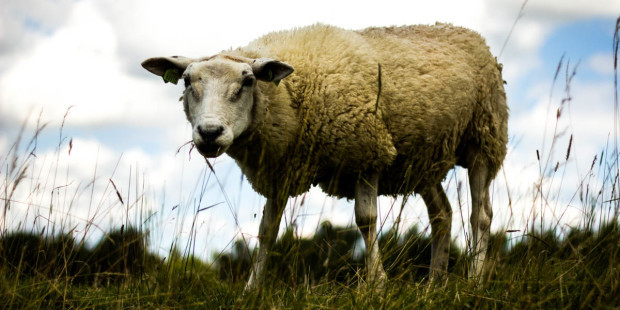 web3-biological-evidence-christmas-winter-sheep-lennart-tange-cc-by-2-0