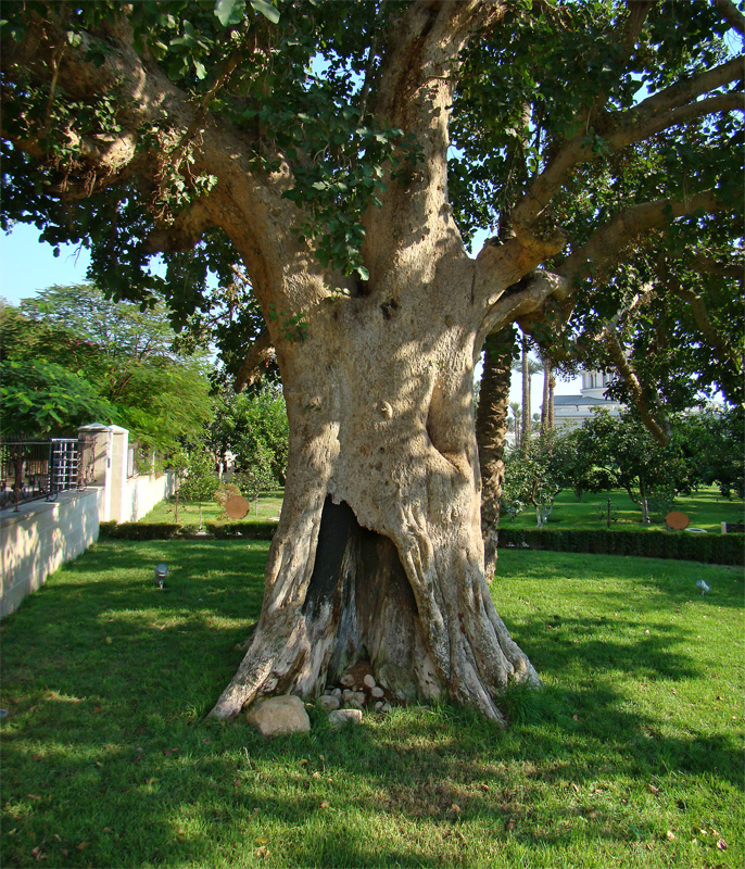 SYCHOMORE TREE