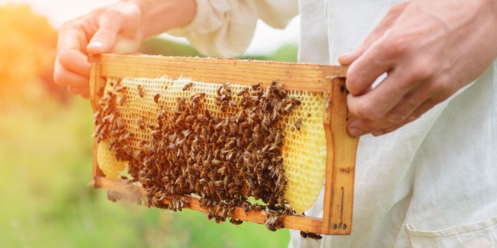 APICULTURE