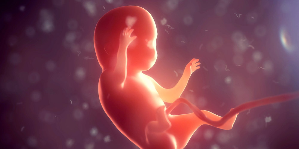 web3-abortion-fetus-embryo-fetal-3d-render-baby-shutterstock_638626114-por-u3d.jpg