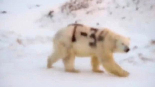 web3-polar-russia-bear-t-34-viral.jpg