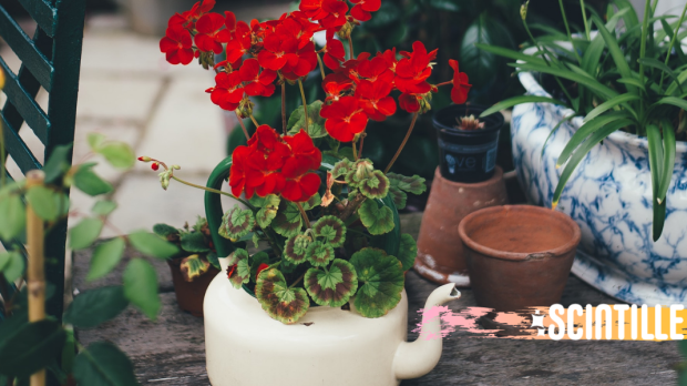 FLOWER, POT, RED