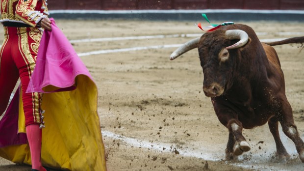 bullfighting toro