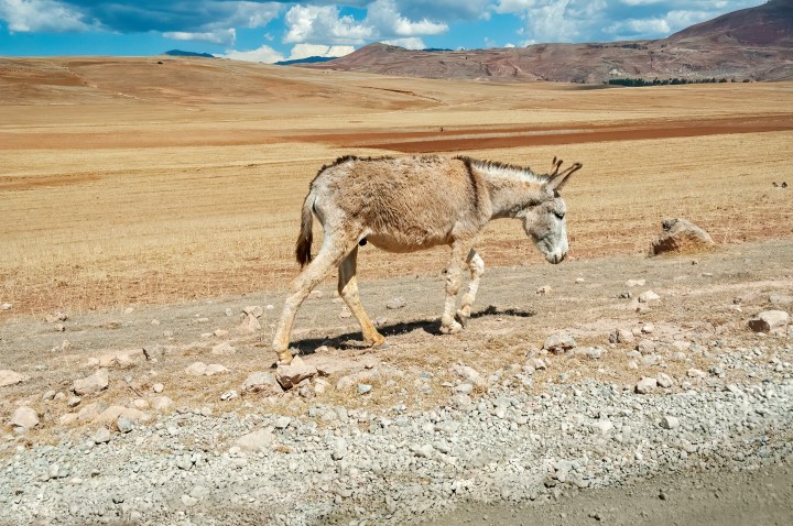 DONKEY, WALK, MOUNTAIN