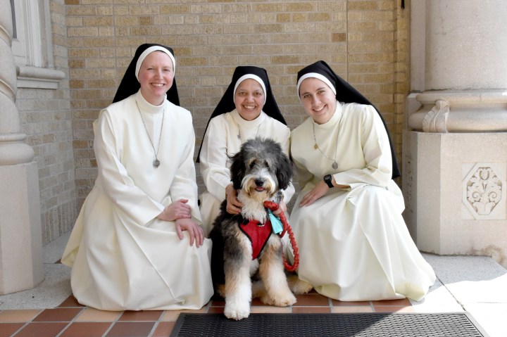 nuns dog