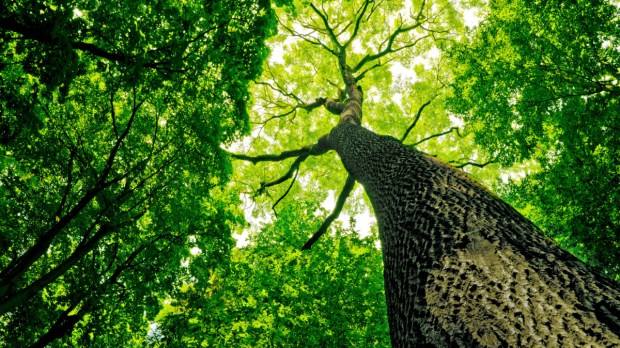 ALBERO NELLA FORESTA