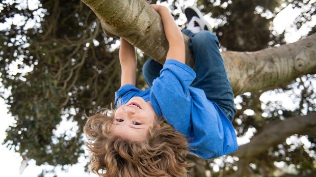 Kids climbing trees hanging upside down on a tree in a park Child protection