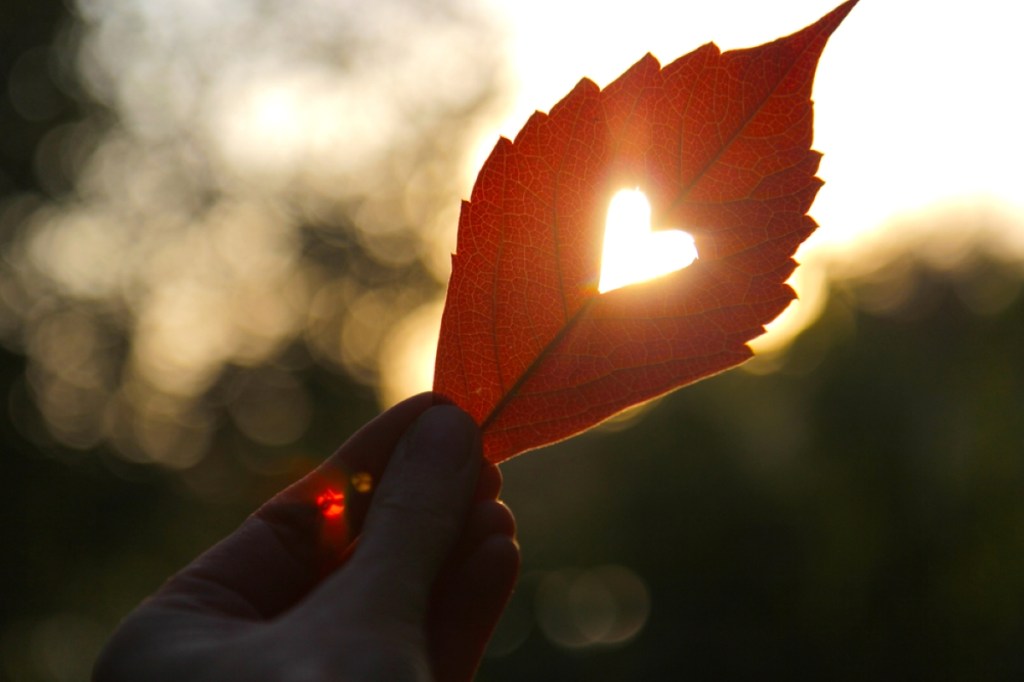 Leaf wiht cut heart