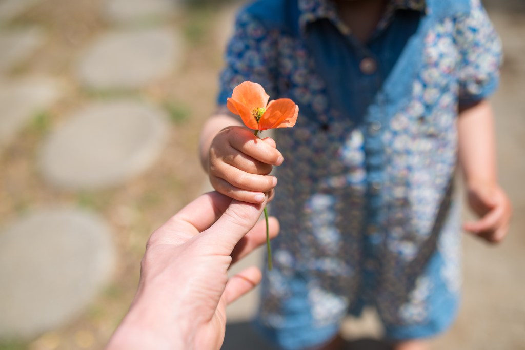 hand handling a poppy to another